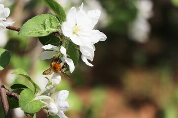 Obraz na płótnie Canvas bumblebee on a white flower