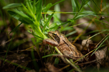 An agile frog sitting in a meadow