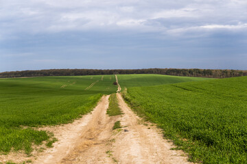 Field of young green wheat seedlings. Sprouts of young barley or wheat that have sprouted in the soil. Close up on sprouting rye on a field. Sprouts of rye. Agriculture, cultivation.