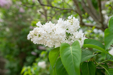 Blossoms of a flowering white lilac, green background