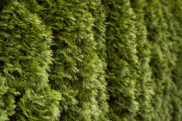 Green hedge of thuja trees. Closeup fresh green branches of thuja trees. Evergreen coniferous Tui tree. Nature, background.