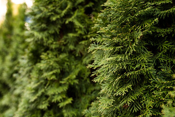 Green hedge of thuja trees. Closeup fresh green branches of thuja trees. Evergreen coniferous Tui tree. Nature, background.