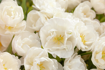 Obraz na płótnie Canvas White (cream-colored) flowers close up