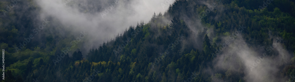 Wall mural black forest background banner - moody forest landscape panorama with fog mist and fir trees in the 