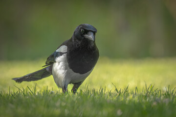Elster im Gras