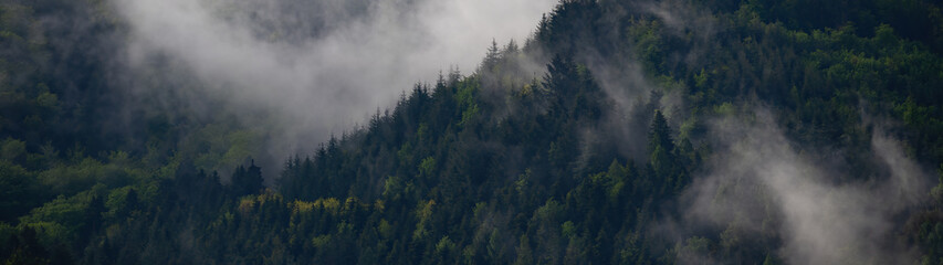 Black forest background banner - Moody forest landscape panorama with fog mist and fir trees in the...