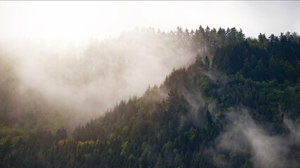 Black forest background banner - Moody forest landscape panorama with fog mist and fir trees in the foggy morning, illumiated by the sun - obrazy, fototapety, plakaty