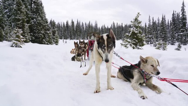 Alaskan husky sled dogs resting on the trail in a white snowy wild forest.