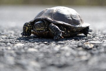 turtle on a rock