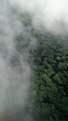 Aerial photography of a forest with smog 