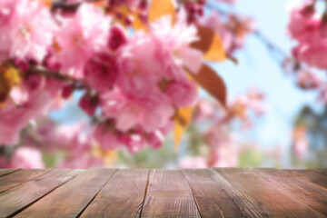 Empty wooden surface and beautiful blossoming sakura tree on background