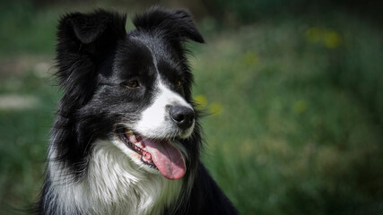Border collie