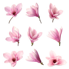 Set with beautiful magnolia flowers on white background - obrazy, fototapety, plakaty