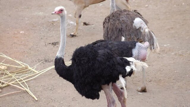 Group of ostriches in slow motion 120fps
