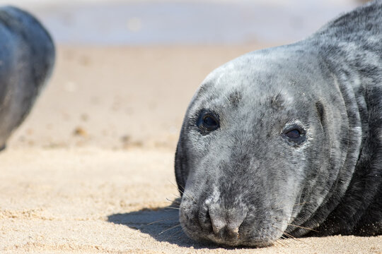 Seal face close-up. Adult grey seal portrait image close up