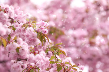Beautiful blossoming sakura outdoors on spring day