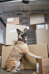 Military shepherd dog guarding the cargo in the lorry