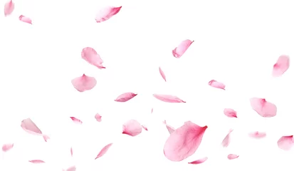 Fotobehang Beautiful sakura flower petals flying on white background. Banner design © New Africa