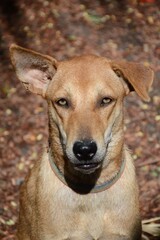 cute brown dog in nature garden