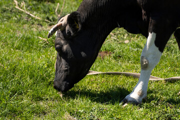 Black and white cow on a summer pasture eats a grass.