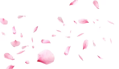 Foto auf Acrylglas Beautiful sakura flower petals flying on white background. Banner design © New Africa