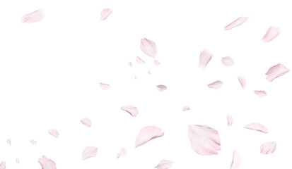 Beautiful sakura flower petals flying on white background. Banner design © New Africa