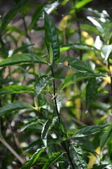 fresh green barleria lupulina plant in nature garden