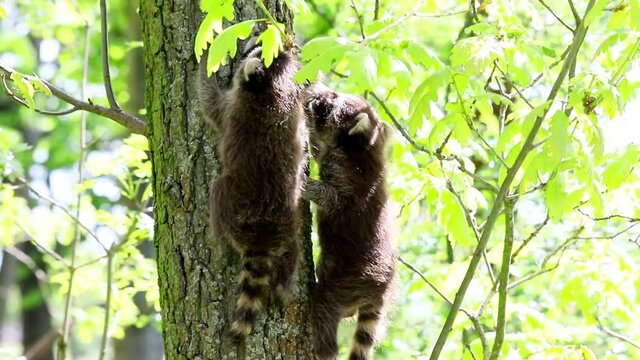 2 raccoon babies climb a tree together in their natural habitat