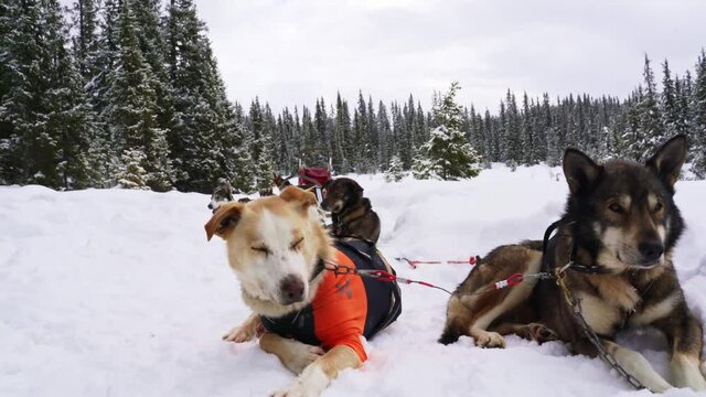 Alaskan husky sled dogs resting on the trail in a white snowy wild forest.