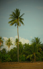 Coconut trees in the garden with blue sky as background.vertical shot