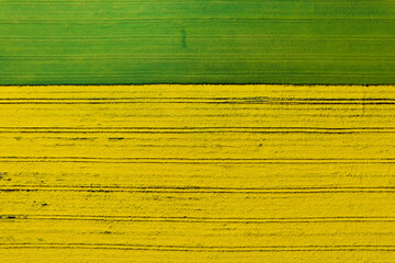field of rapeseed aerial top view