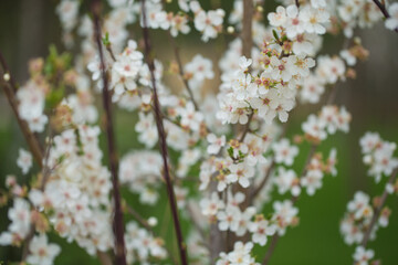 Tree in blossom
