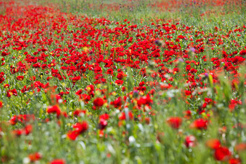 Poppy field