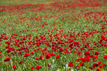 Poppy field