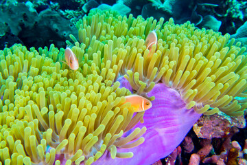 Fototapeta na wymiar Pink Anemonefish, Amphiprion perideraion, Magnificent Sea anemone, Ritteri anemone, Heteractis magnifica, Bunaken National Marine Park, Bunaken, North Sulawesi, Indonesia, Asia