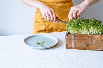 Female hands cut coriander with scissors micro greens growing at home. Raw sprouts, healthy eating concept. High quality photo