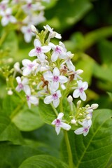 white ixora flower in nature garden