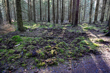 wild boar has damaged moss in forest
