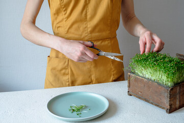 Female hands cut coriander with scissors micro greens growing at home. Raw sprouts, healthy eating concept. High quality photo