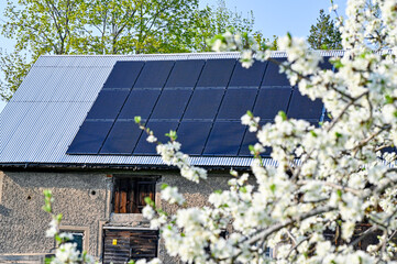 solar panels on barn roof behind plum tree