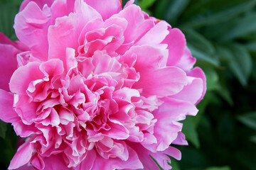 flower lilac peony
