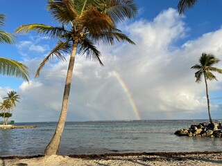 Palmier avec Arc-en-ciel plage de Sainte Anne Guadeloupe
