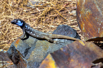 La Palma lizard, Sizeable lizard, Wall lizard, Lagarto Tizón, Gallotia galloti palmae, Caldera de Taburiente National Park, Biosphere Reserve, ZEPA, LIC, La Palma, Canary Islands, Spain, Europe