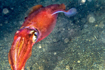 Reef Squid, Lembeh, North Sulawesi, Indonesia, Asia