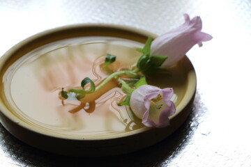 水の張った皿の上のフウリン草の花