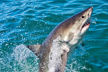 Obraz premium Great White Shark, Carcharodon carcharias, Gansbaai, Western Cape, South Africa, Africa