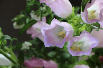 カンパニュラの花