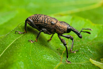 Adult specimen of fig weevil (aclees cribratus Gyllenhy). This beetle native to Southeast Asia is infesting the fig trees of central Italy.