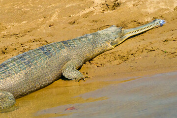 Gharial, Gavial, Gavialis gangeticus, Fish Eating Crocodile, Wetlands, Royal Bardia National Park, .Bardiya National Park, Nepal, Asia