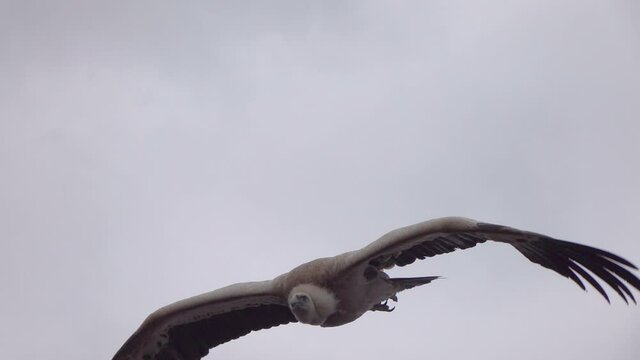 Flying vulture in slow motion 120fps